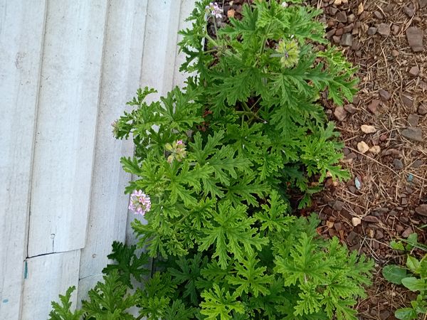 Identificação da planta Gerânio por foto