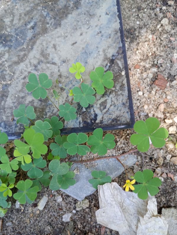 Identificação da planta Trevo-de-quatro-folhas por foto