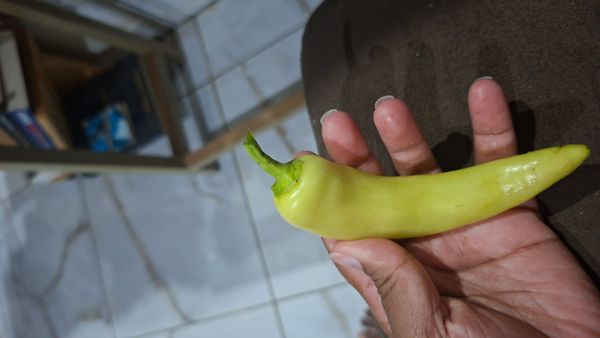 Identificação da planta Pimenta por foto