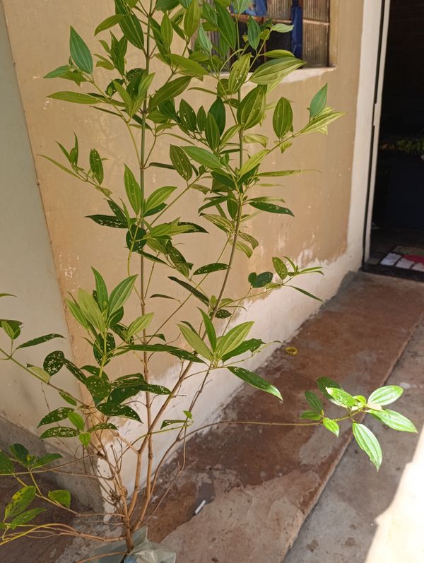 Identificação da planta Manacá da serra por foto