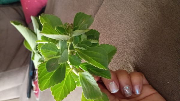 Identificação da planta Coração-roxo por foto