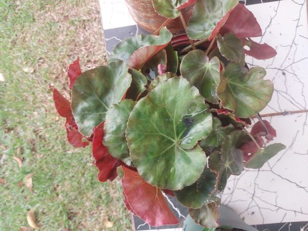 Identificação da planta Begonia por foto