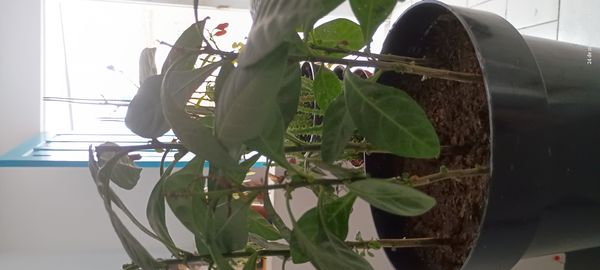 Identificação da planta Joá-de-capote por foto