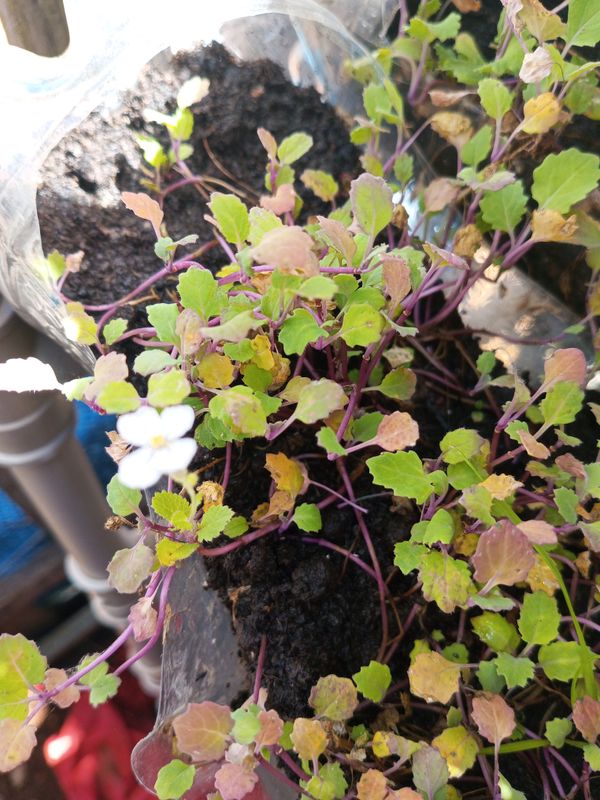 Identificação da planta Nabo-bravo por foto