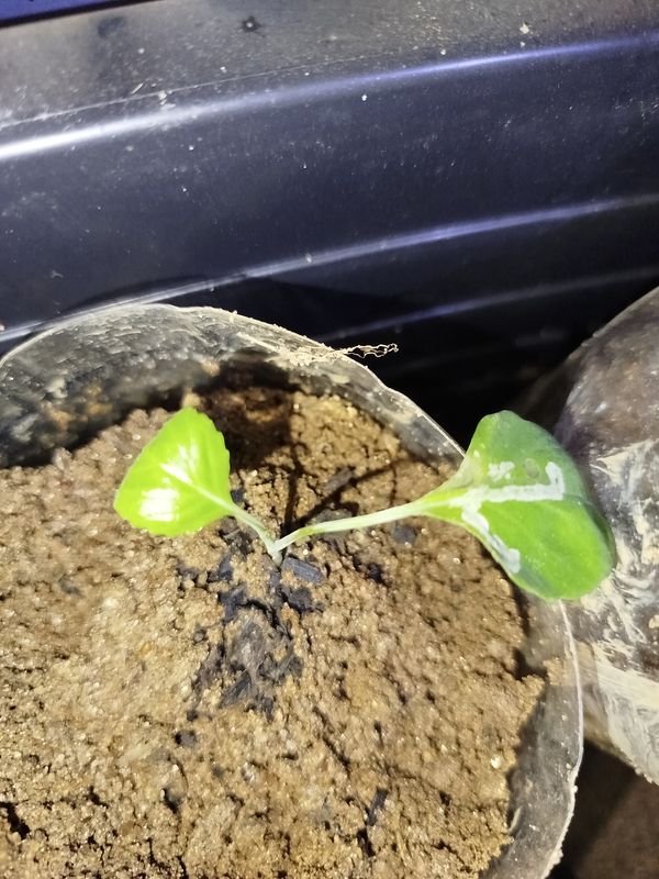 Identificação da planta Nabo-bravo por foto