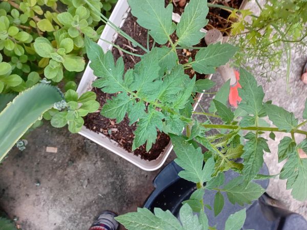 Identificação da planta Tomate por foto
