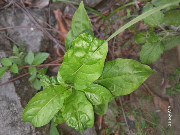 Identificação da planta Guiné por foto