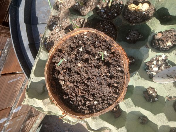 Identificação da planta Tomate por foto