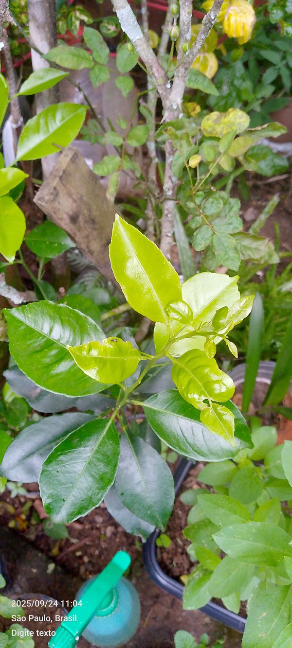 Identificação da planta Pomelo por foto