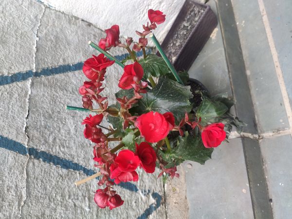 Identificação da planta Begônia por foto