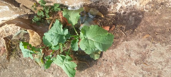 Identificação da planta Canola por foto