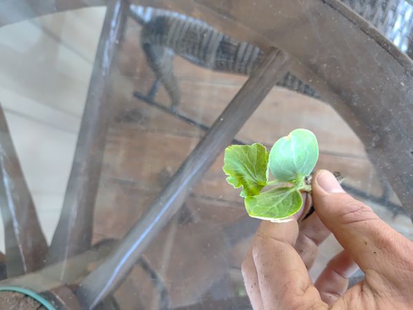 Identificação da planta Melão por foto