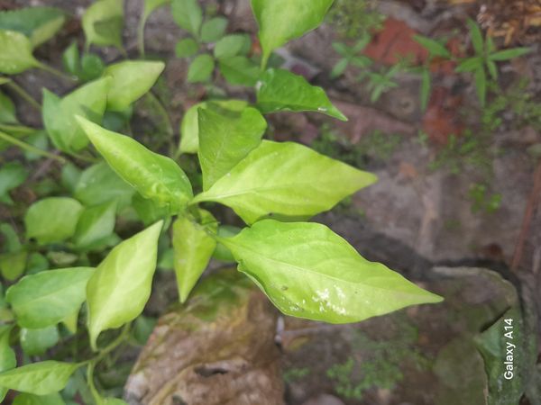 Identificação da planta Malagueta por foto