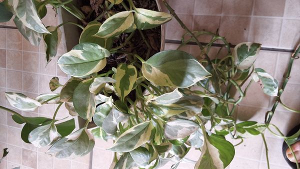 Identificação da planta Jiboia por foto
