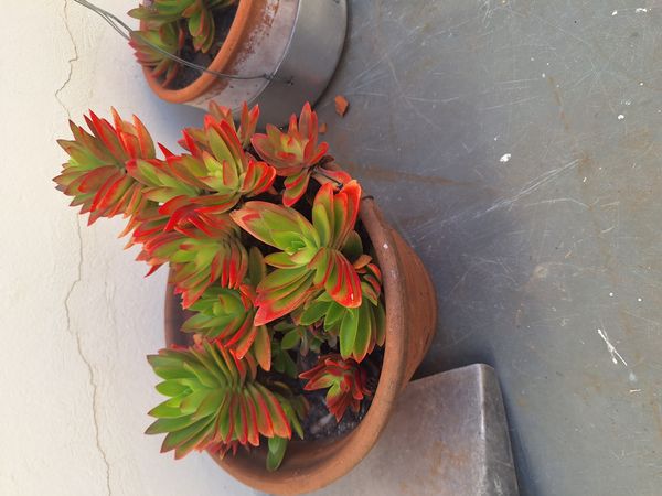 Identificação da planta Colar-de-batom por foto