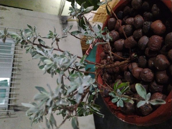 Identificação da planta Sálvia-do-Texas por foto