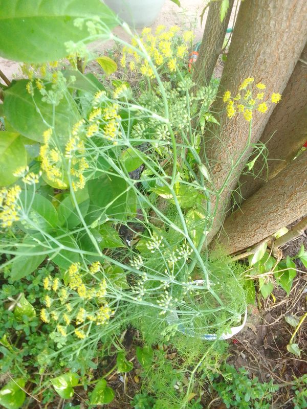 Identificação da planta Funcho por foto