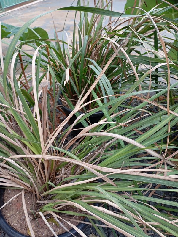 Identificação da planta Capim-limão por foto