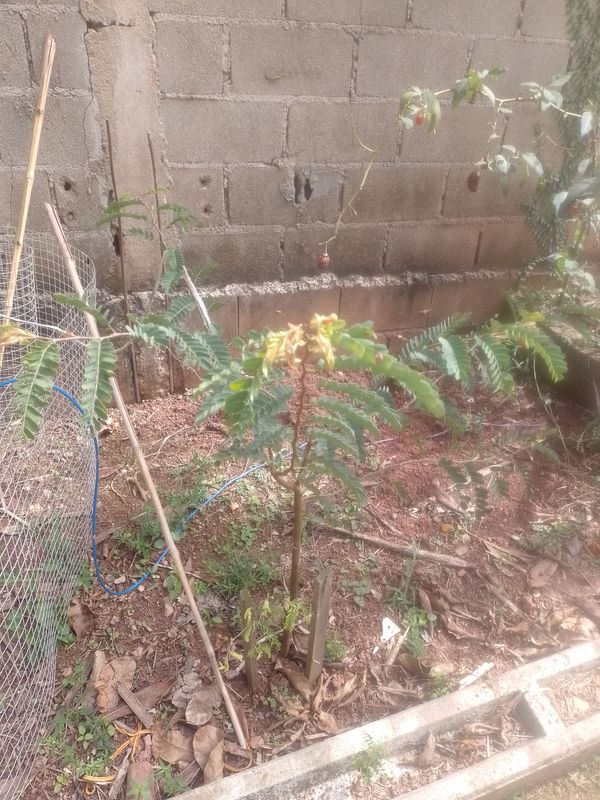 Identificação da planta Tamarindo por foto