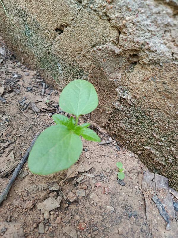 Identificação da planta Feijão por foto