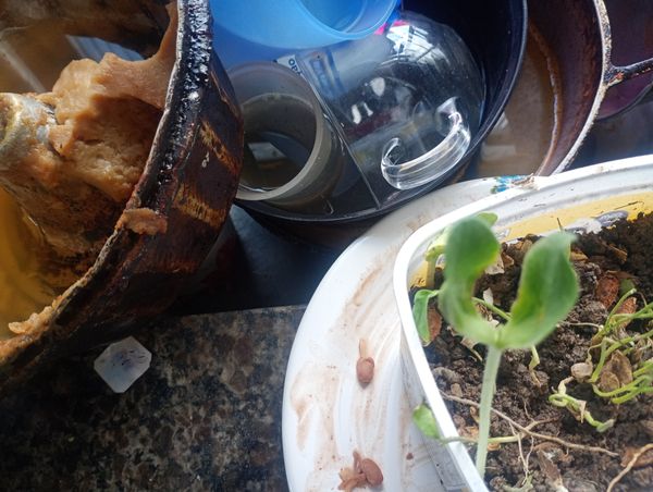 Identificação da planta Ervilha-de-cheiro por foto