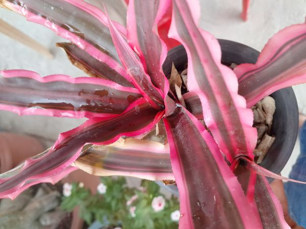 Identificação da planta Bromelia estrela por foto