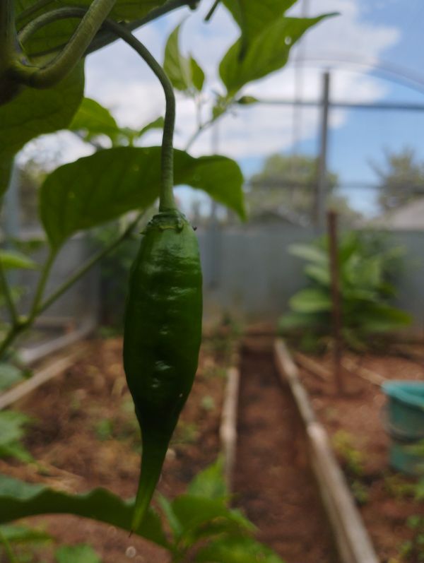 Identificação da planta Malagueta por foto