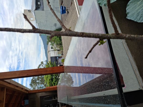 Identificação da planta Graviola por foto