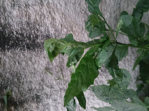 Identificação da planta Maria-pretinha por foto