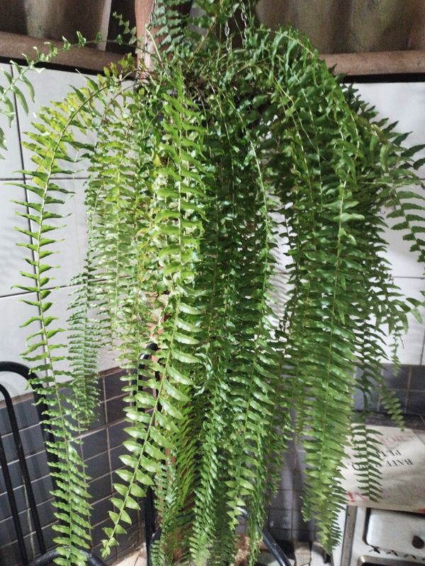 Identificação da planta Samambaia por foto