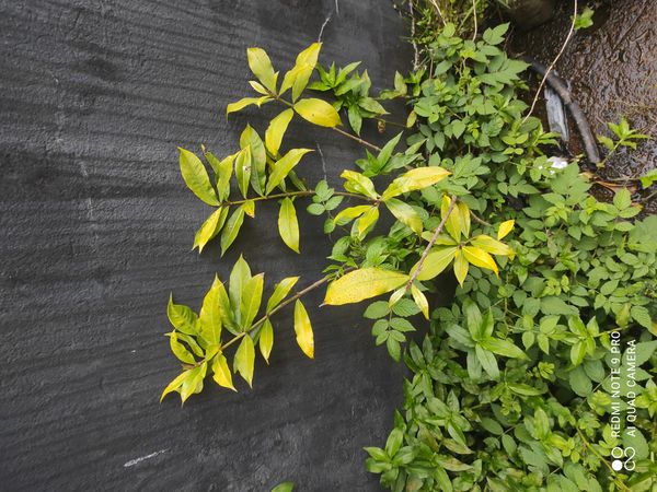 Identificação da planta Alamanda por foto