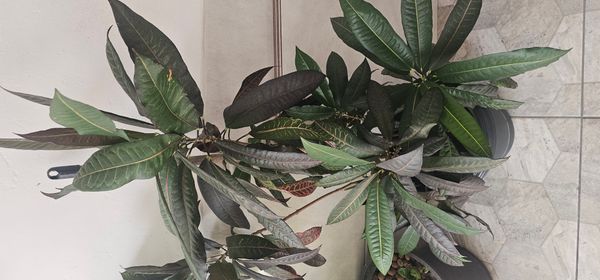 Identificação da planta Cróton por foto