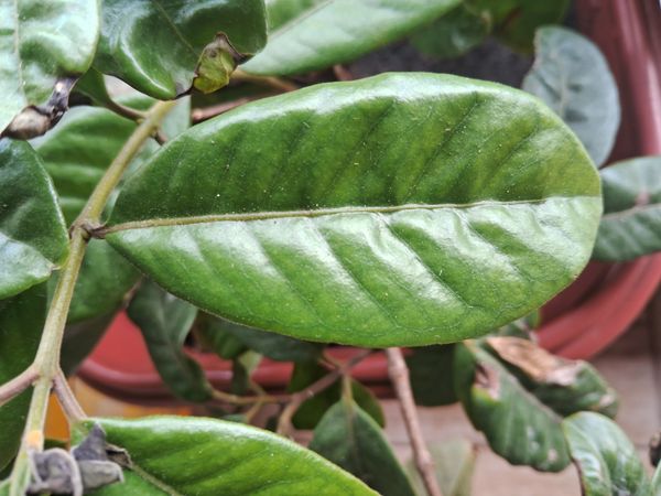 Identificação da planta Sem nome popular conhecido por foto