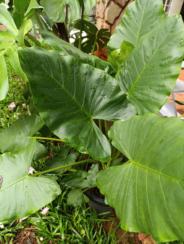 Identificação da planta Orelha de elefante por foto
