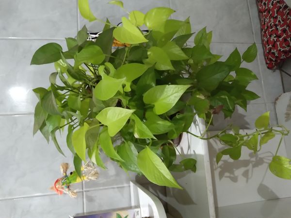 Identificação da planta Jiboia por foto