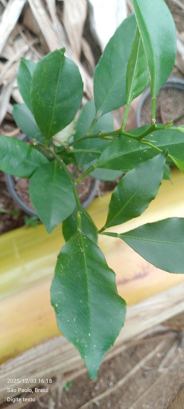 Identificação da planta Limão por foto