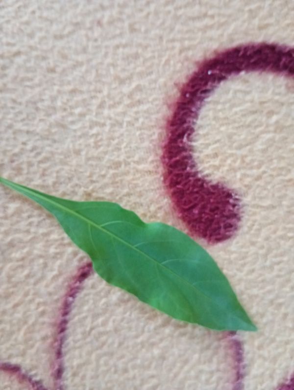 Identificação da planta Camarão-branco por foto