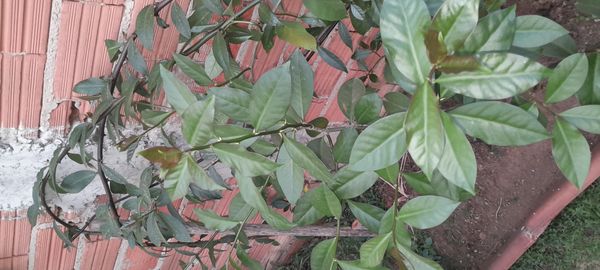Identificação da planta Ora-pro-nóbis por foto