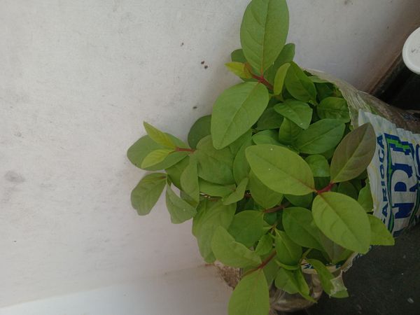 Identificação da planta Tintureira por foto