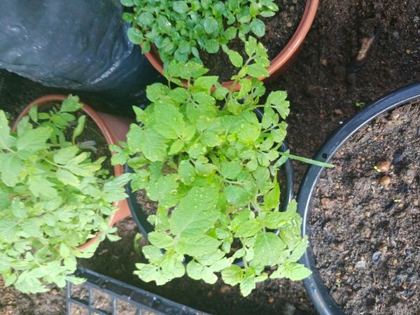 Identificação da planta Tomate por foto