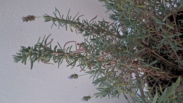 Identificação da planta Lavanda por foto