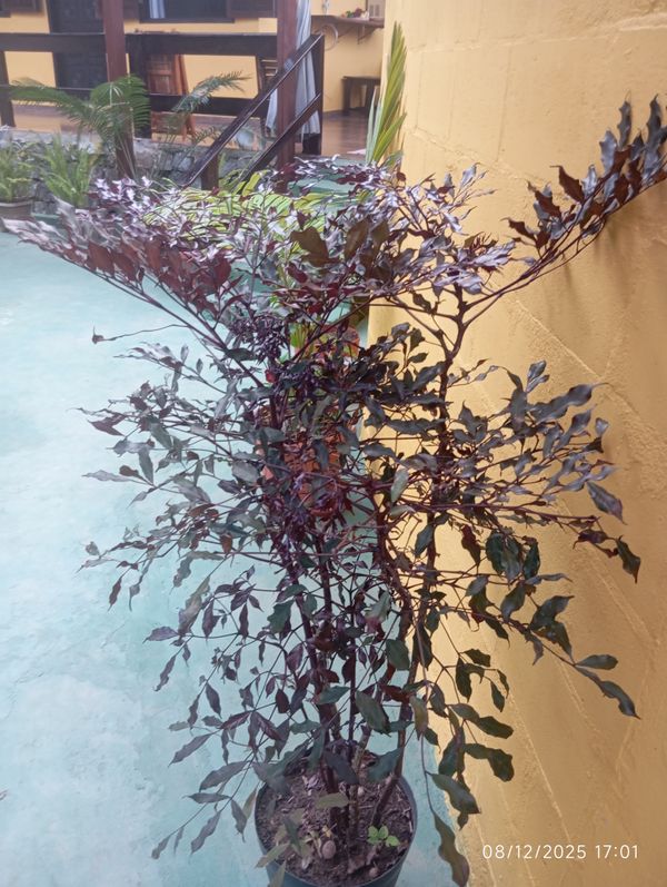 Identificação da planta Leea rubra por foto