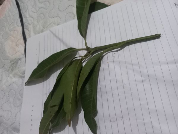 Identificação da planta Manga por foto