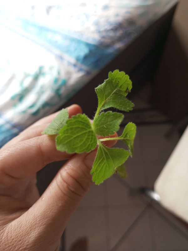 Identificação da planta Mentrasto por foto