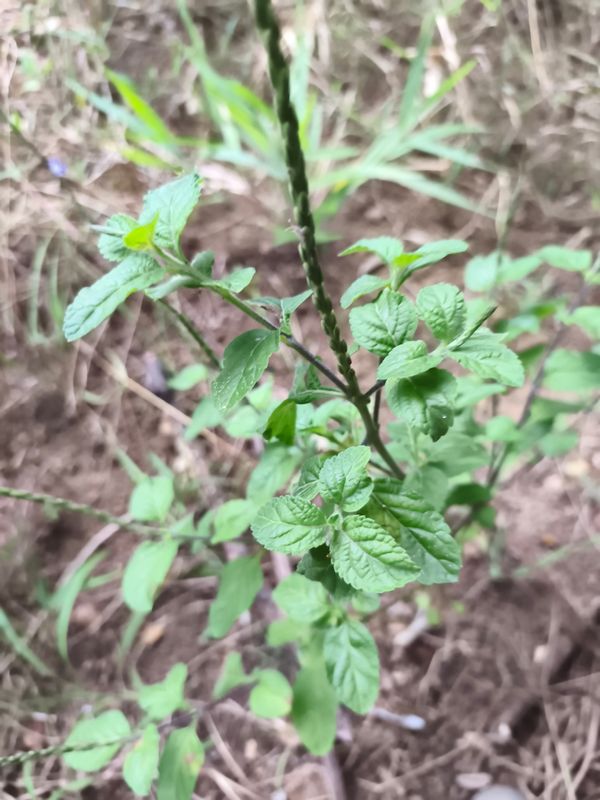 Identificação da planta Gervão-azul por foto