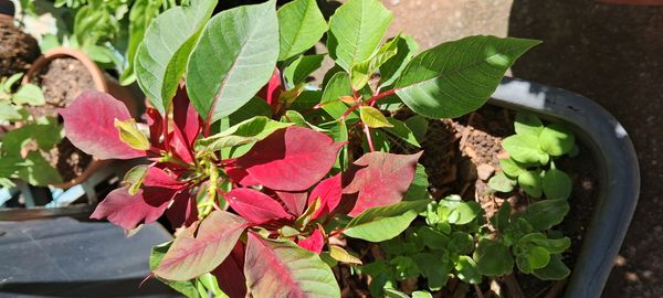 Identificação da planta Bico-de-papagaio por foto
