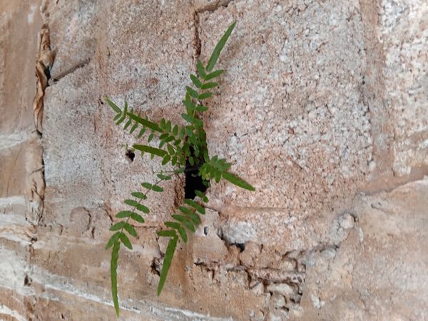 Identificação da planta Samambaia por foto