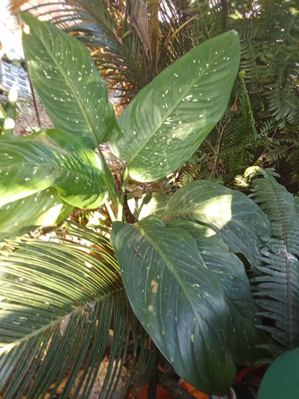 Identificação da planta Comigo ninguém pode por foto