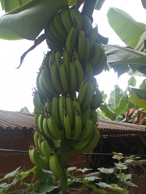 Identificação da planta Bananeira por foto