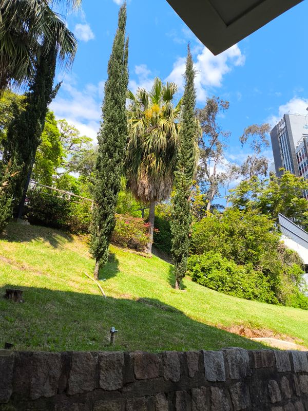 Identificação da planta Cipreste-comum por foto